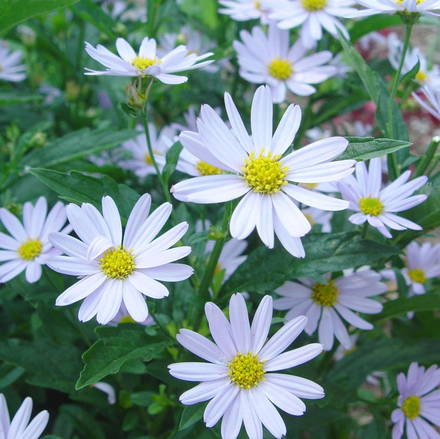 Kalimeris incisa 'Blue Star' (Japanese aster)