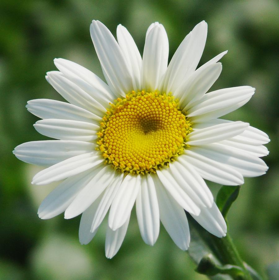 Leucanthemum × superbum 'Becky' (Shasta daisy)