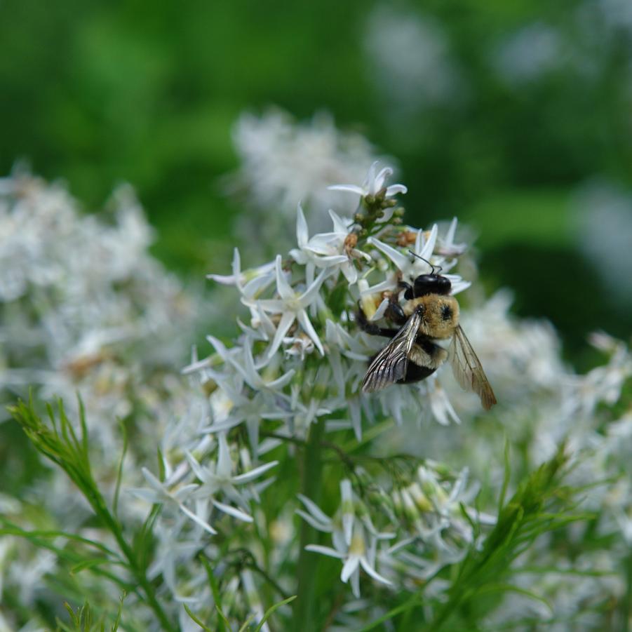 Amsonia hubrichtii '' threadleaf bluestar from North Creek Nurseries