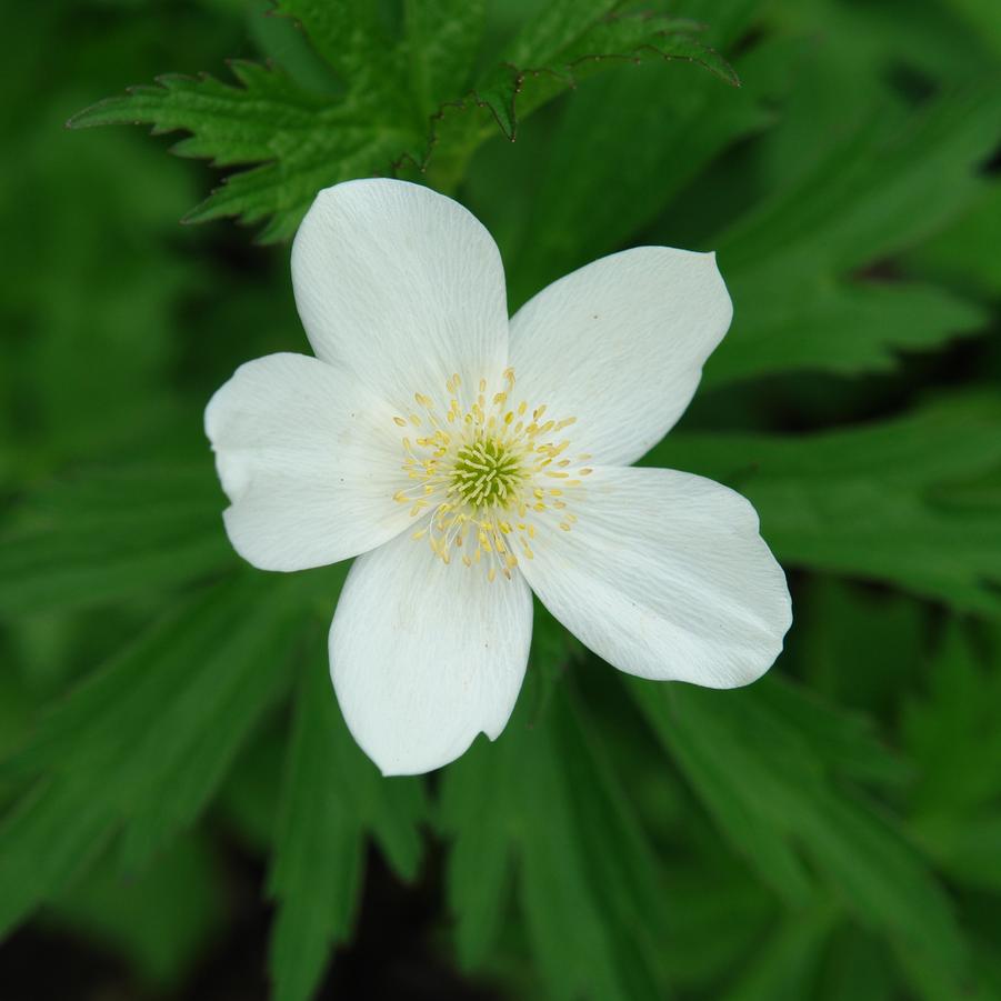 Anemone canadensis (Canadian anemone)