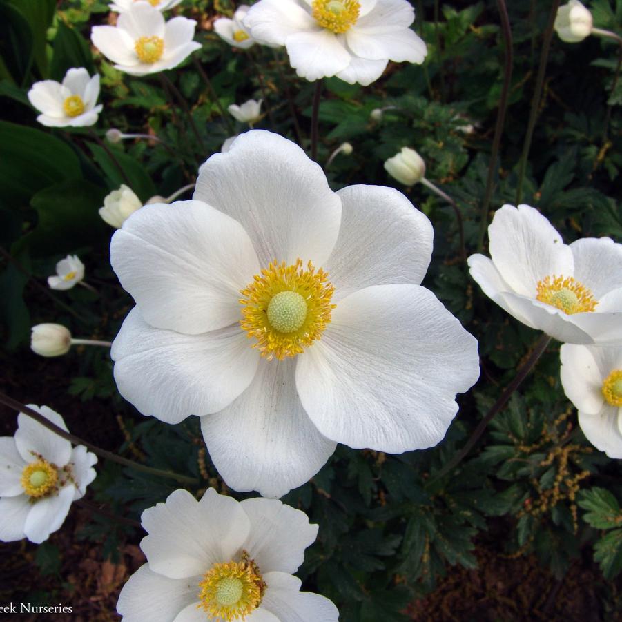 Anemone sylvestris (snowdrop windflower)