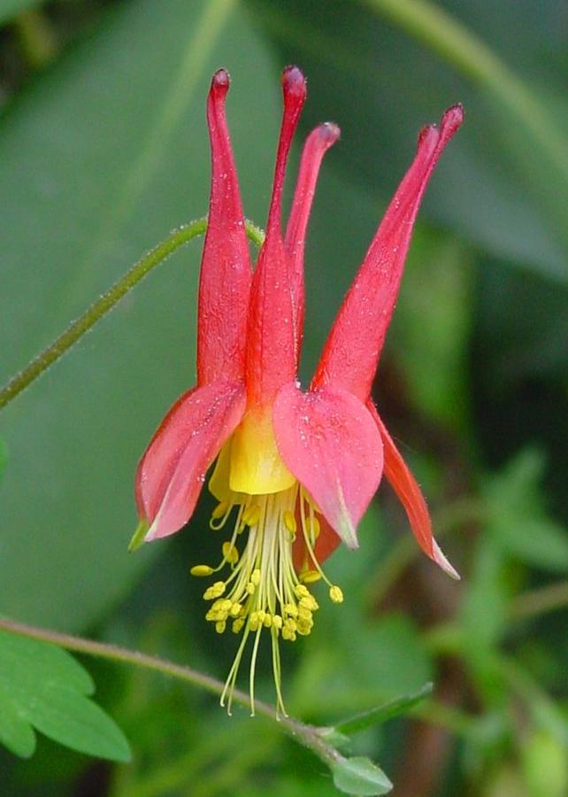 Aquilegia canadensis '' wild columbine from North Creek Nurseries