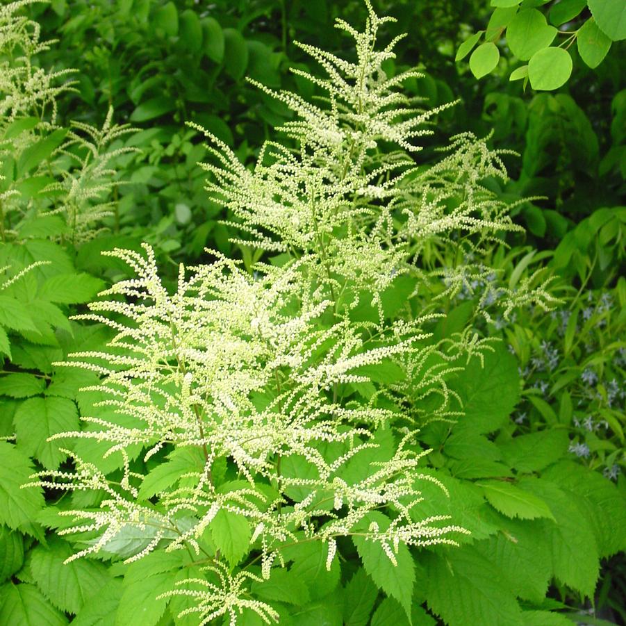 Aruncus dioicus (goat's beard, bride's feathers)