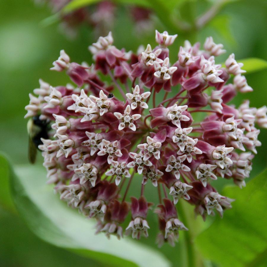 Asclepias syriaca '' common milkweed from North Creek Nurseries