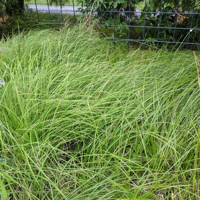 Photo courtesy of ©2026 Izel Native Plants