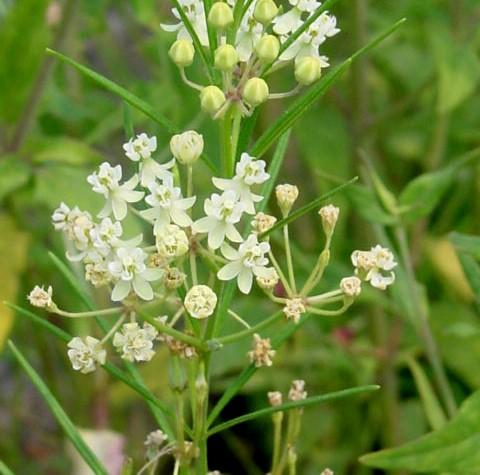 Asclepias verticillata (horsetail milkweed, whorled milkweed)