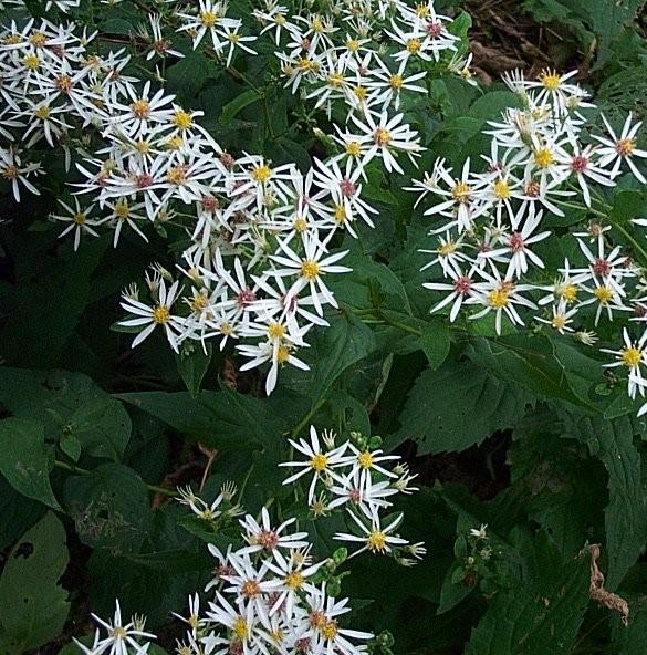 Aster divaricatus '' white wood aster from North Creek Nurseries