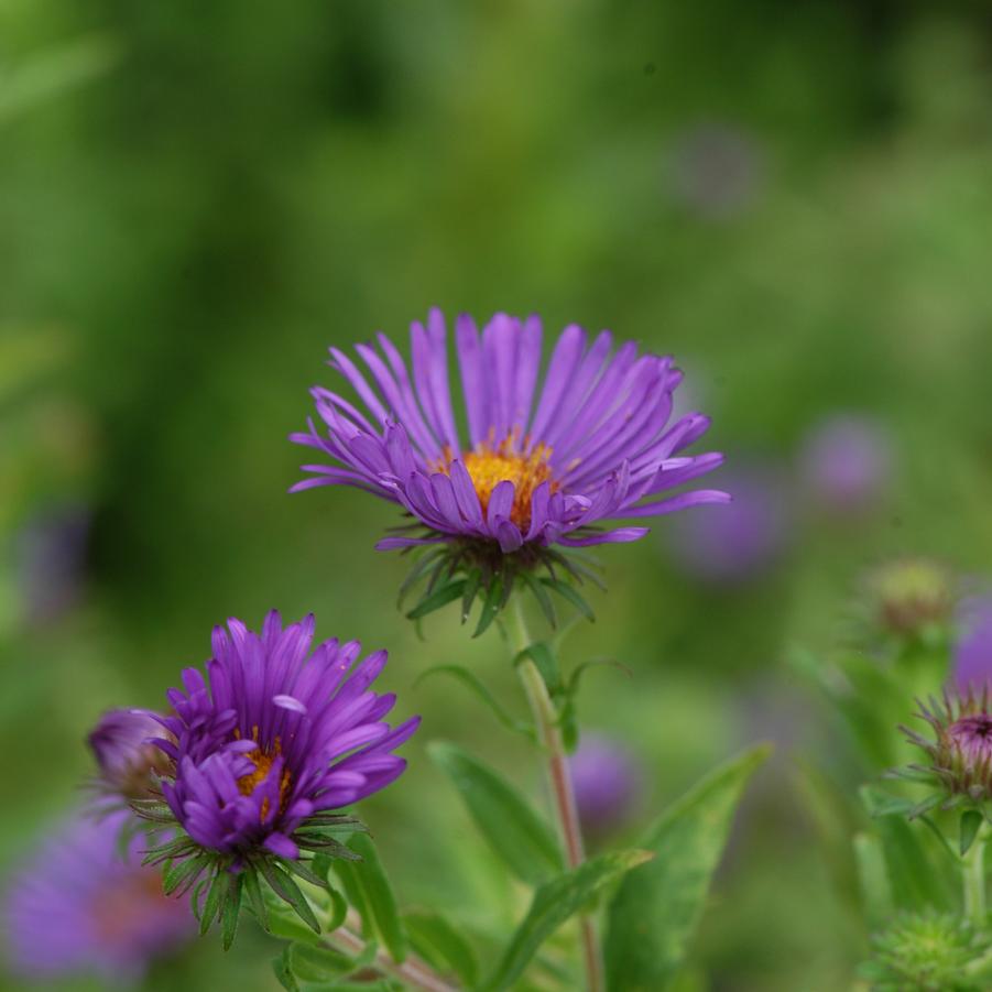 Aster novae-angliae '' New England aster from North Creek Nurseries