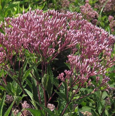 Photo courtesy of ©2026 Pleasant Run Nursery