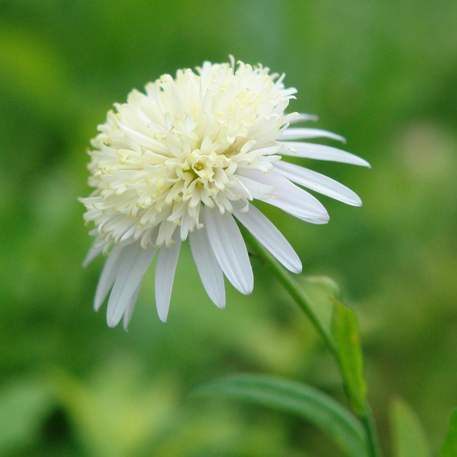 Asteromea mongolica '' Japanese aster from North Creek Nurseries