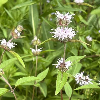 Image courtesy of GroWild, Inc.