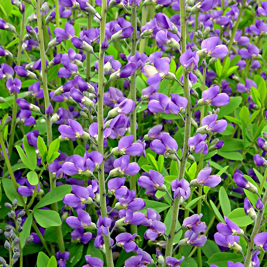 Baptisia australis (blue false indigo)