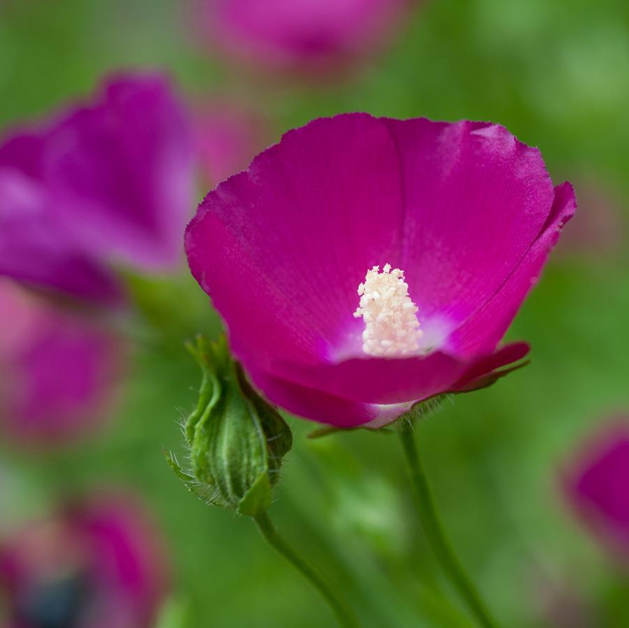 Callirhoe involucrata '' wine cups, purple poppymallow from North Creek Nurseries