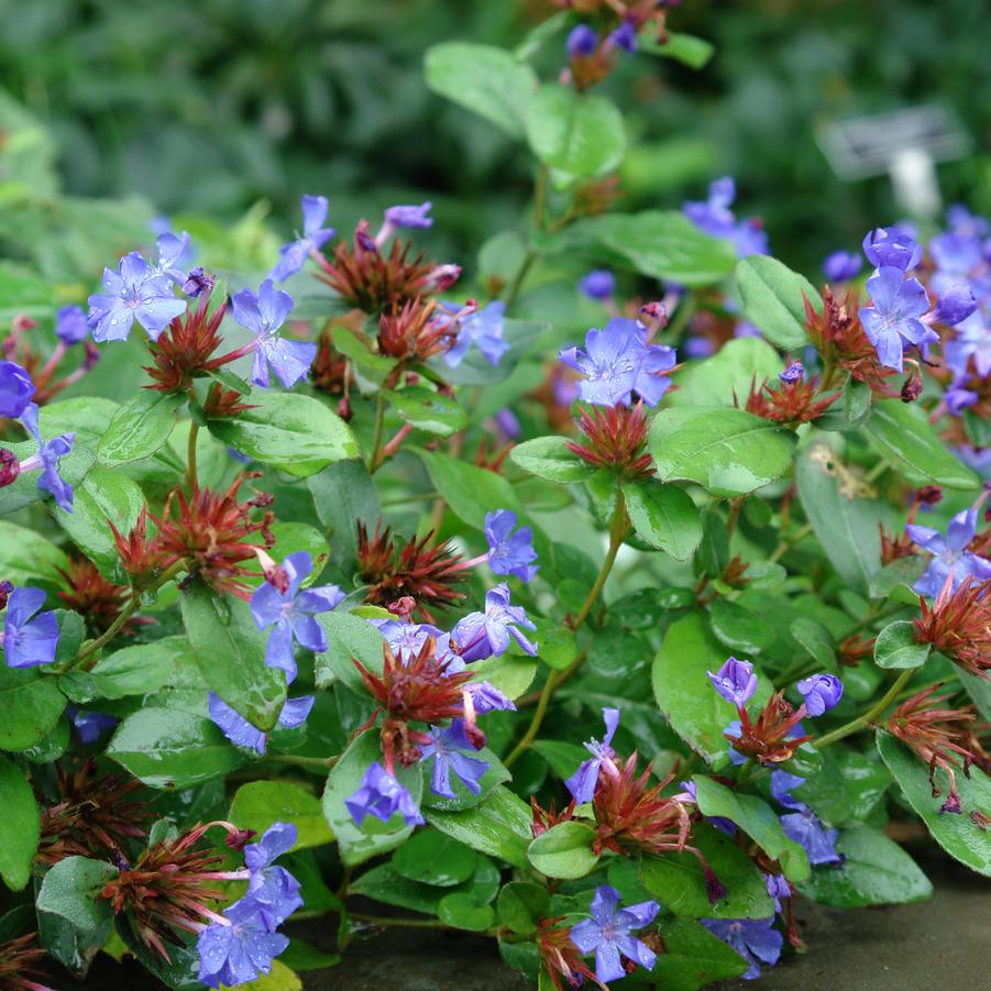 Ceratostigma plumbaginoides '' plumbago, leadwort from North Creek Nurseries