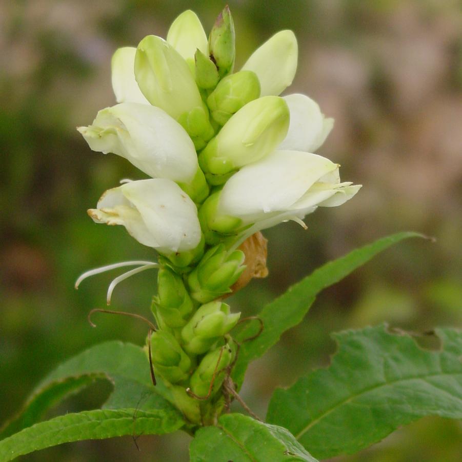 Chelone glabra '' turtlehead from North Creek Nurseries