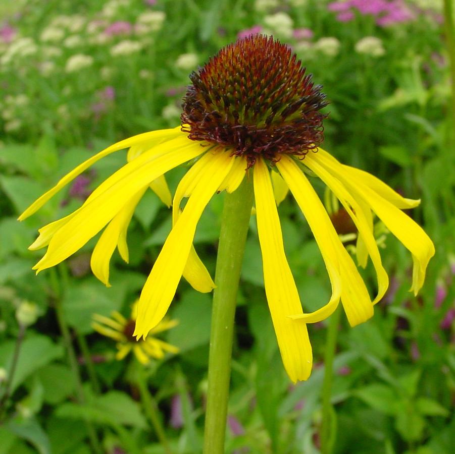 Echinacea paradoxa '' yellow coneflower from North Creek Nurseries