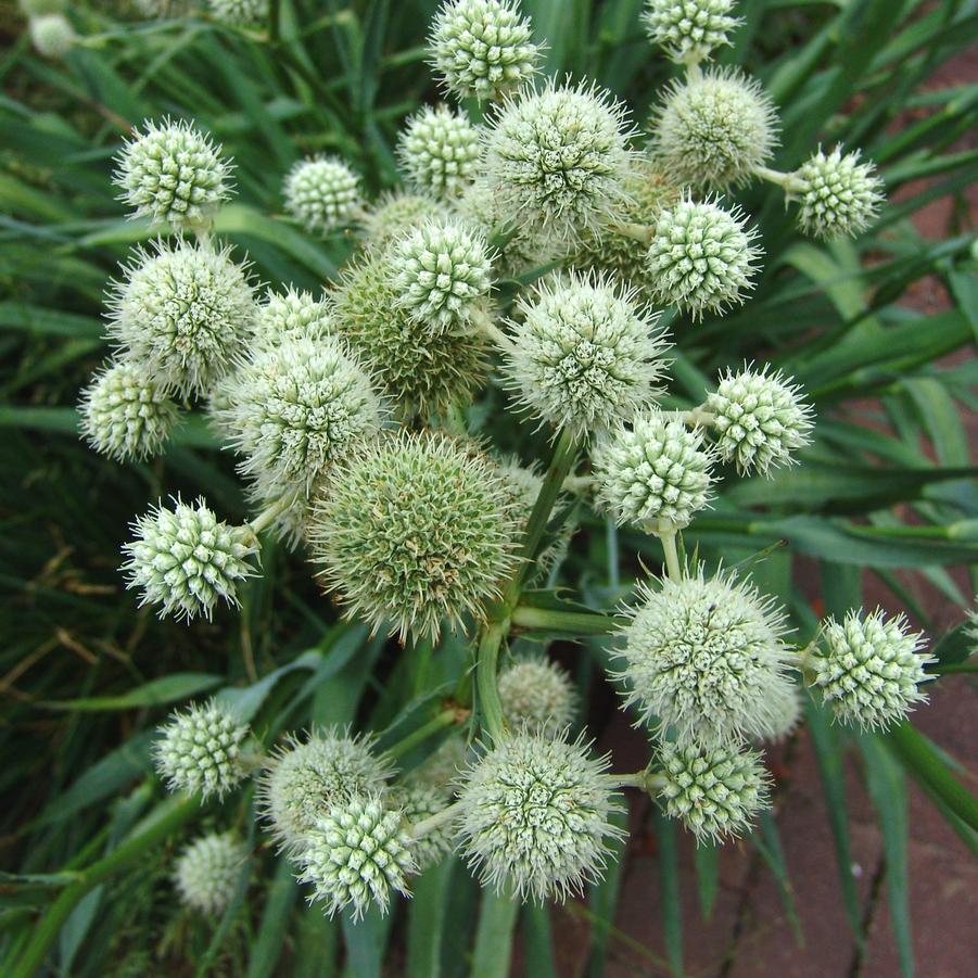 Eryngium yuccifolium (rattlesnake master)