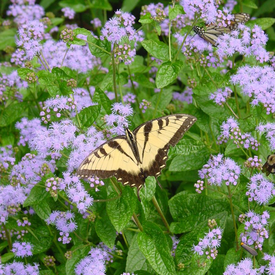 Eupatorium coelestinum '' hardy ageratum, blue mistflower from North Creek Nurseries