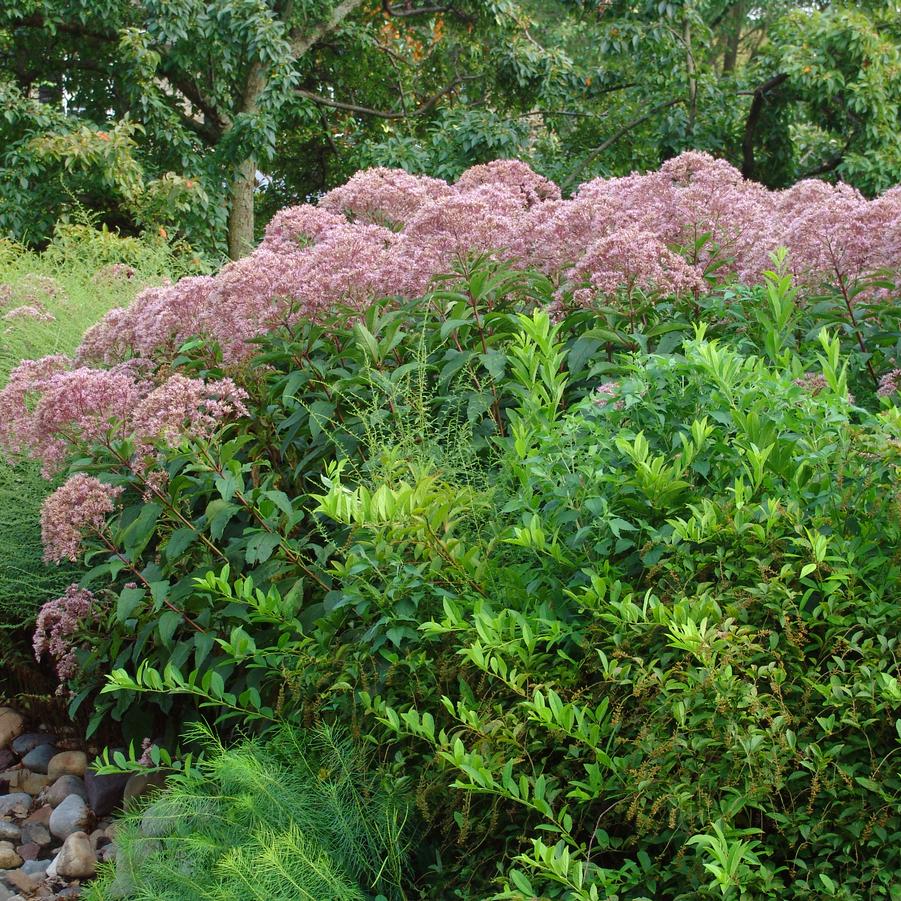 Eupatorium fistulosum '' Joe Pye weed from North Creek Nurseries