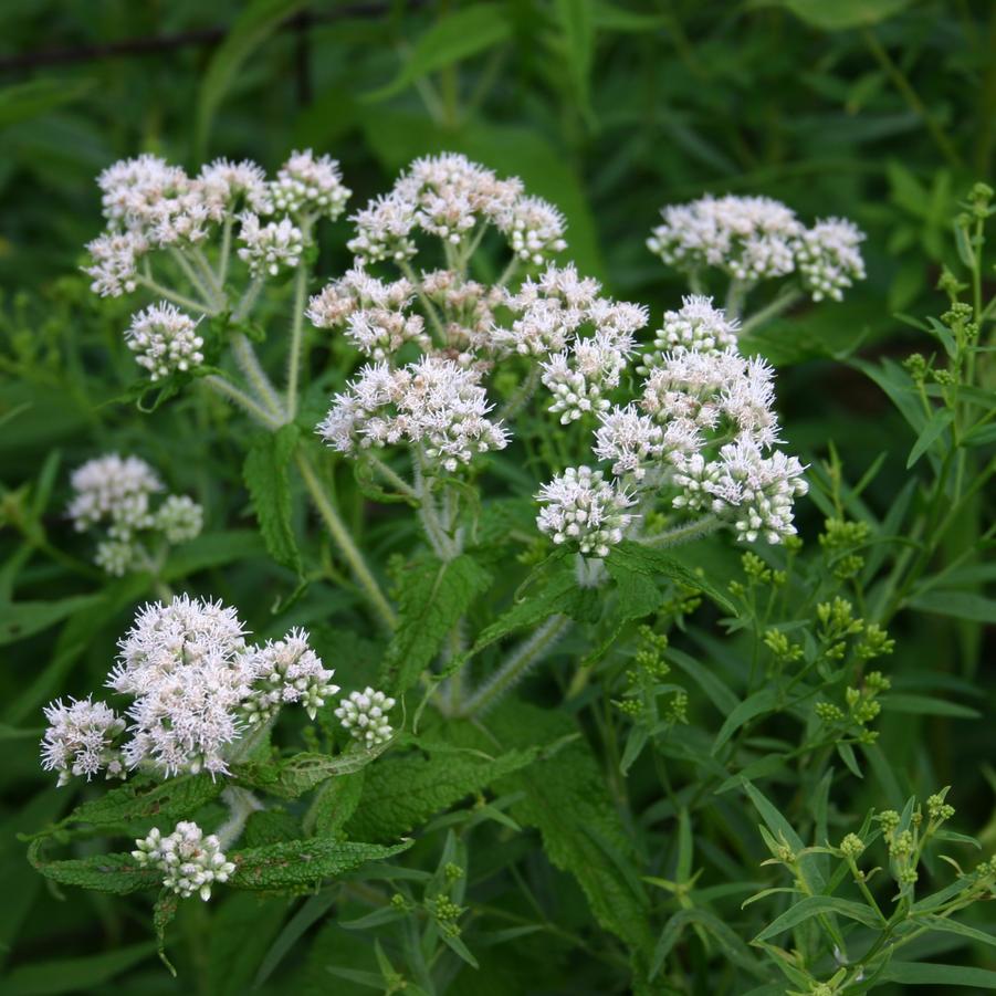 Eupatorium perfoliatum '' common boneset from North Creek Nurseries