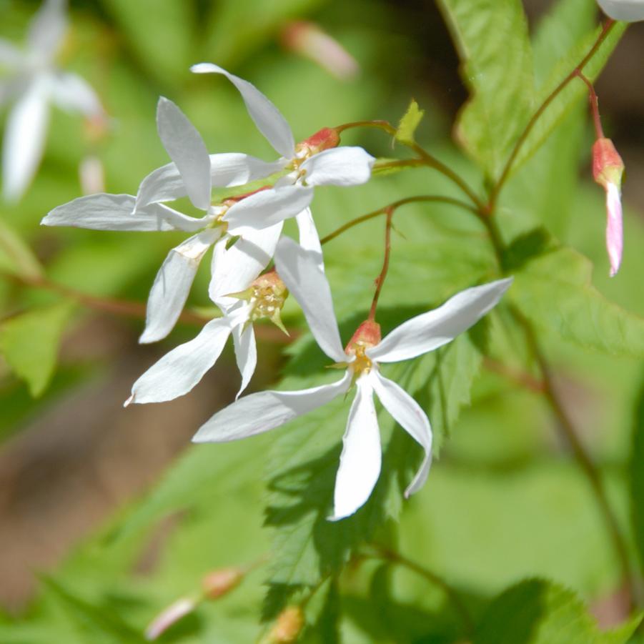 Porteranthus trifoliatus (Bowman's root)