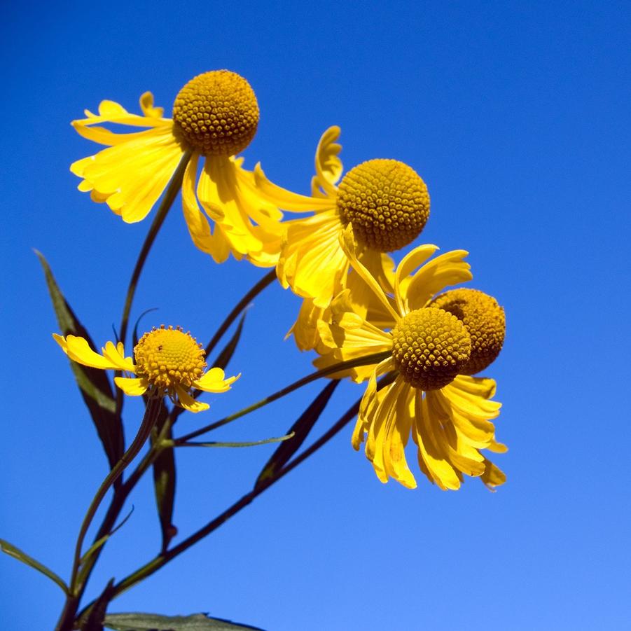 Helenium autumnale '' common sneezeweed from North Creek Nurseries