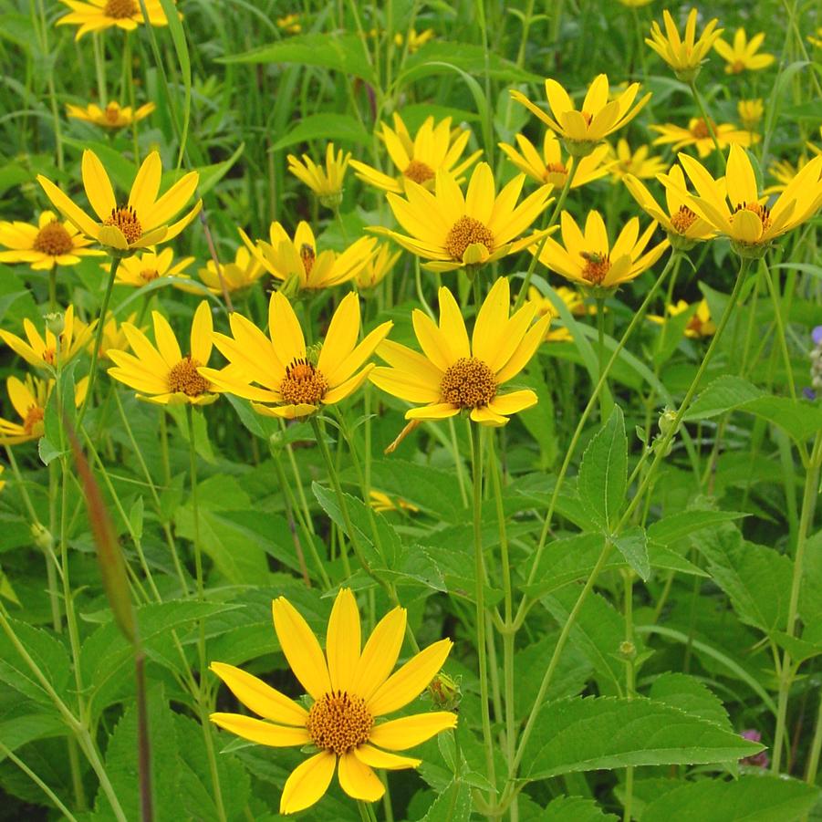 Heliopsis helianthoides (smooth oxeye)