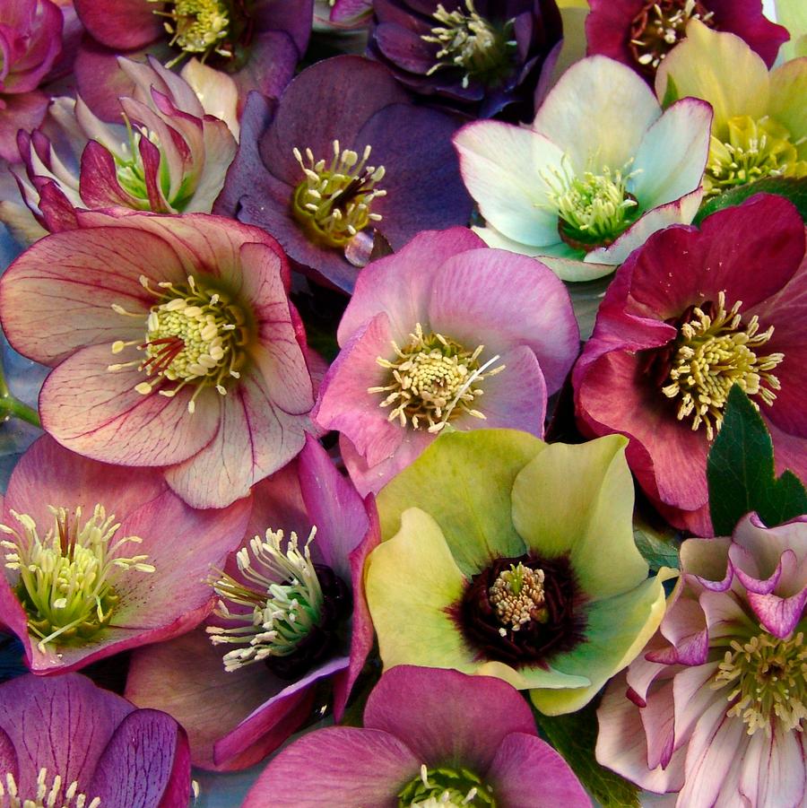 Helleborus Brandywine™ '' Lenten rose from North Creek Nurseries