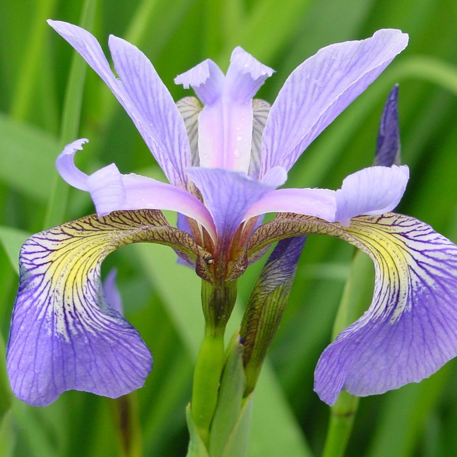 Iris versicolor '' blueflag from North Creek Nurseries