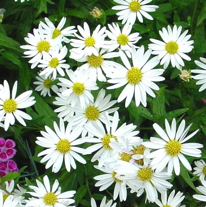 Kalimeris integrifolia 'Daisy Mae' Japanese aster from North Creek Nurseries