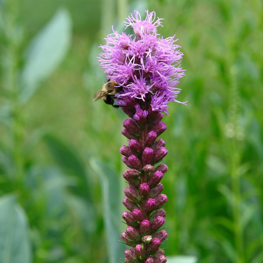 Liatris spicata (blazing star)