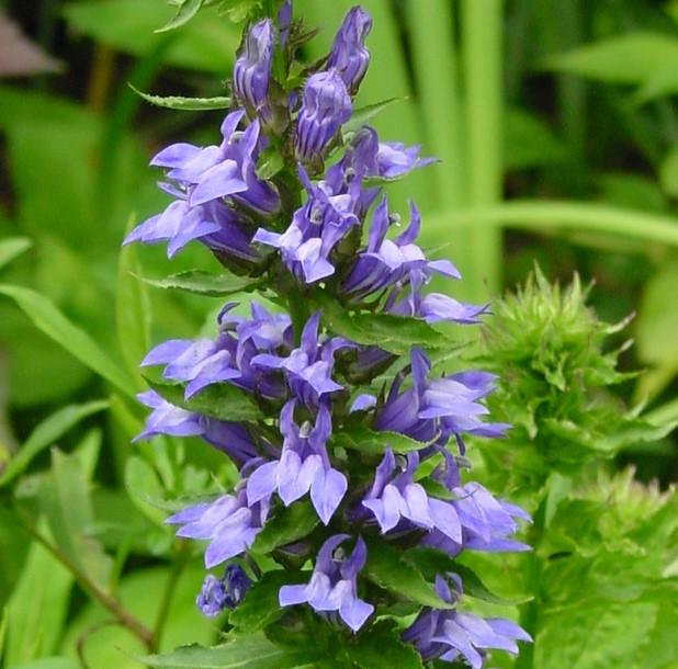 Lobelia siphilitica '' great blue lobelia from North Creek Nurseries