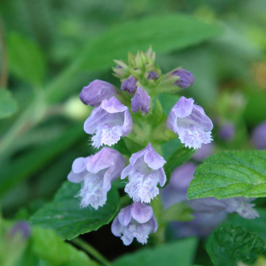 Meehania cordata '' Meehan's mint from North Creek Nurseries