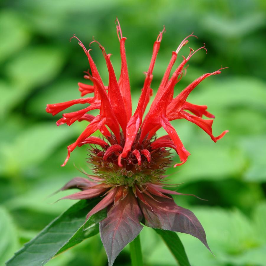 Monarda didyma 'Jacob Cline' (beebalm)