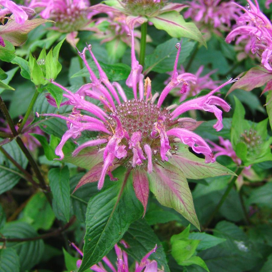 Monarda fistulosa (wild bergamot)