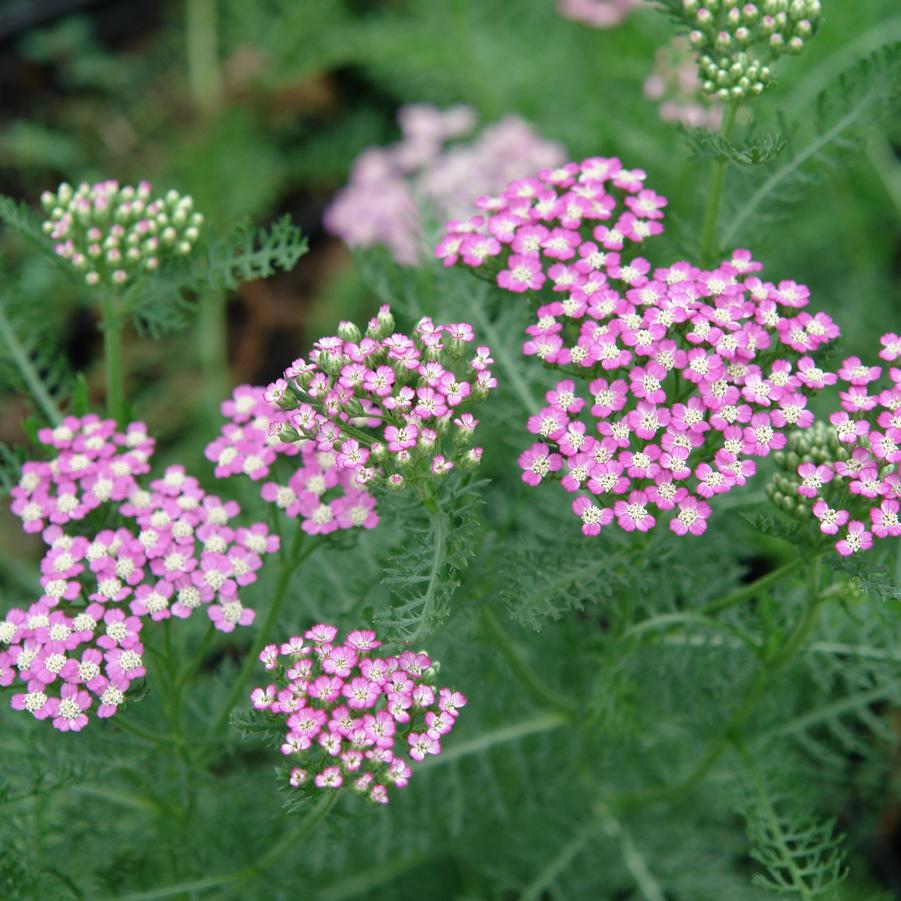 Achillea millefolium 'Oertel's Rose' yarrow from North Creek Nurseries