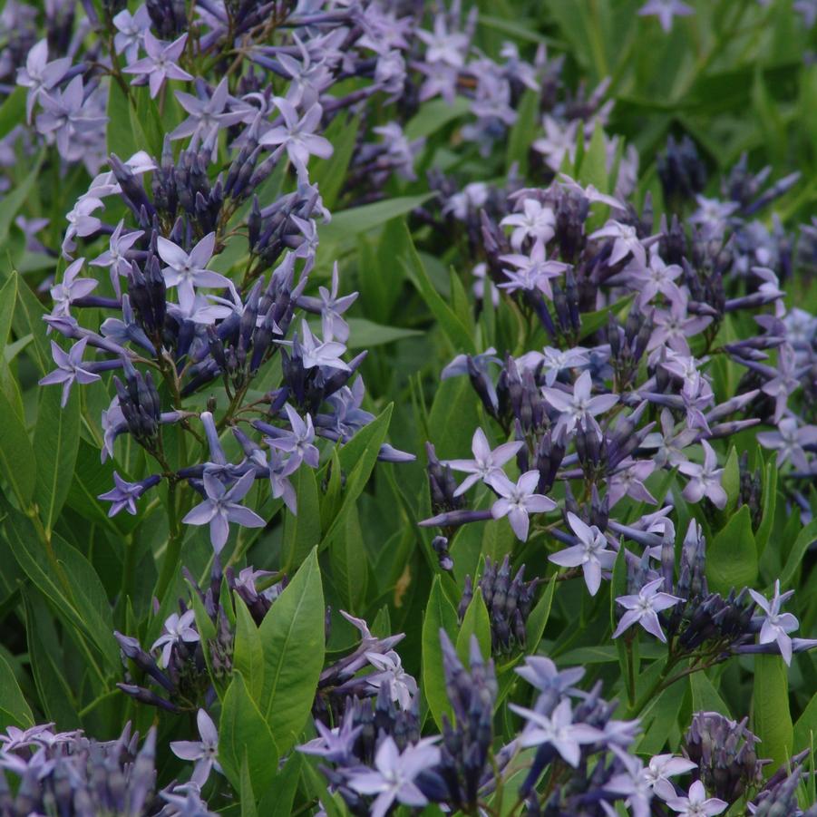 Amsonia 'Blue Ice' bluestar from North Creek Nurseries