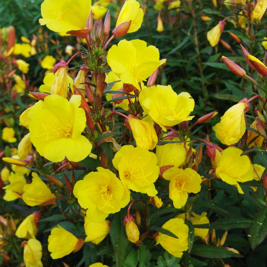 Oenothera fruticosa 'Fireworks' sundrops from North Creek Nurseries