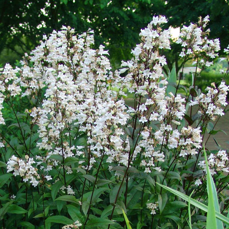 Penstemon digitalis (beardtongue)