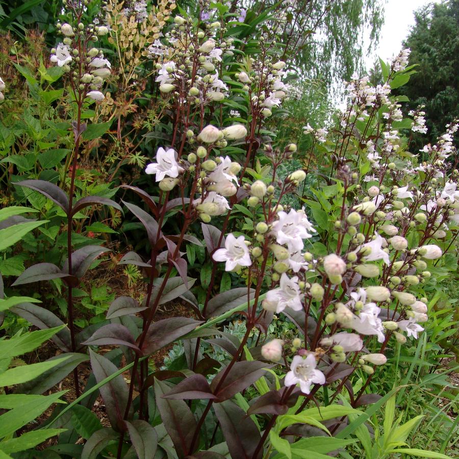 Penstemon digitalis 'Husker Red' beardtongue from North Creek Nurseries