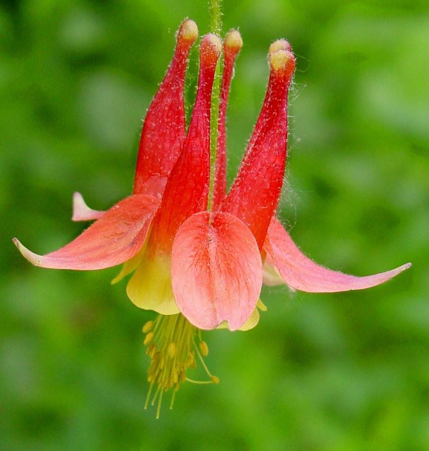 Aquilegia canadensis 'Little Lanterns' dwarf wild columbine from North Creek Nurseries