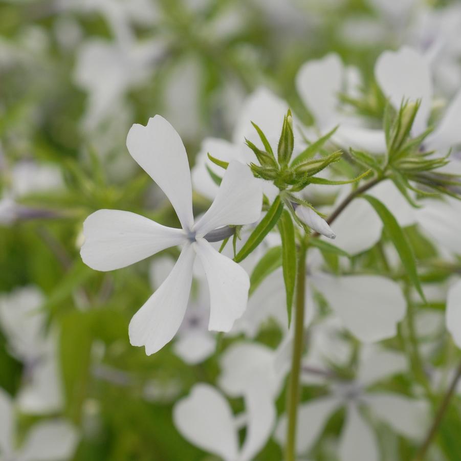 Phlox divaricata 'May Breeze' (woodland phlox)