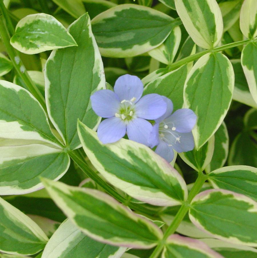 Polemonium reptans 'Stairway to Heaven' Greek valerian from North Creek Nurseries