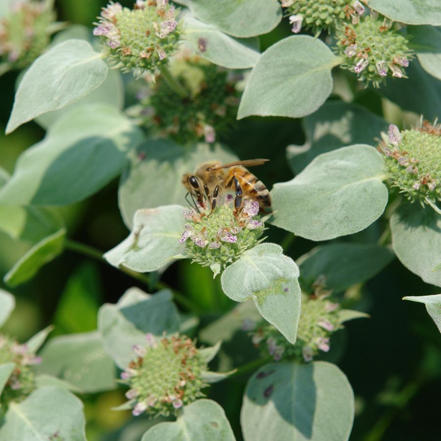 Pycnanthemum muticum '' clustered mountain mint from North Creek Nurseries