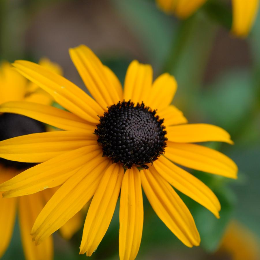 Rudbeckia fulgida 'Goldsturm' (orange coneflower)