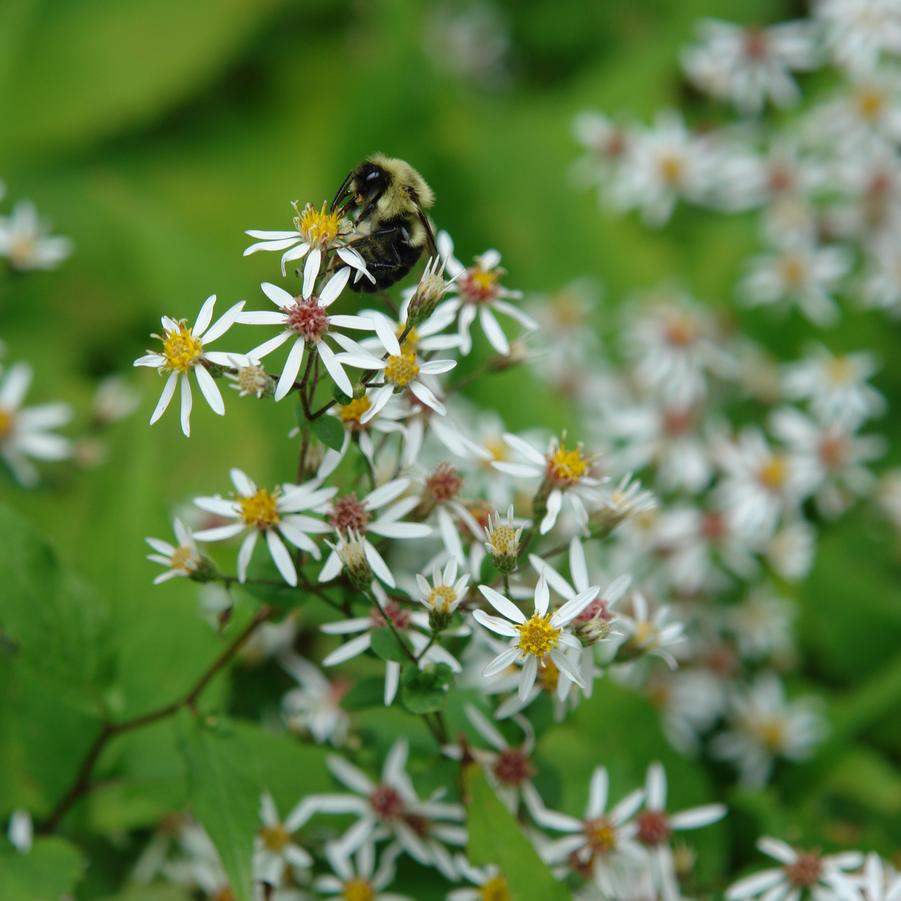 Aster divaricatus 'Eastern Star' white wood aster from North Creek Nurseries