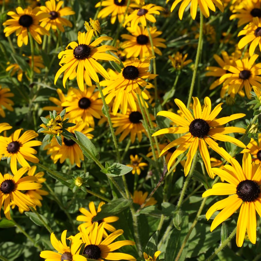 Rudbeckia fulgida var. fulgida '' orange coneflower from North Creek Nurseries