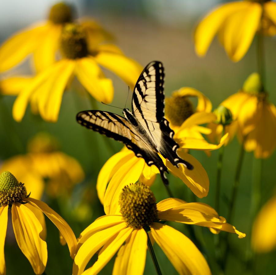 Rudbeckia laciniata '' cutleaf coneflower from North Creek Nurseries