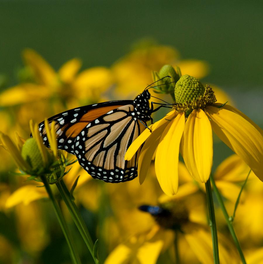 Rudbeckia laciniata 'Autumn Sun' cutleaf coneflower from North Creek Nurseries