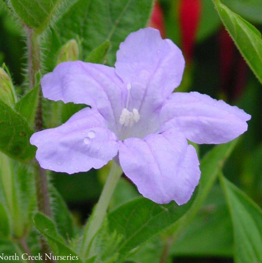 Ruellia humilis (wild petunia)